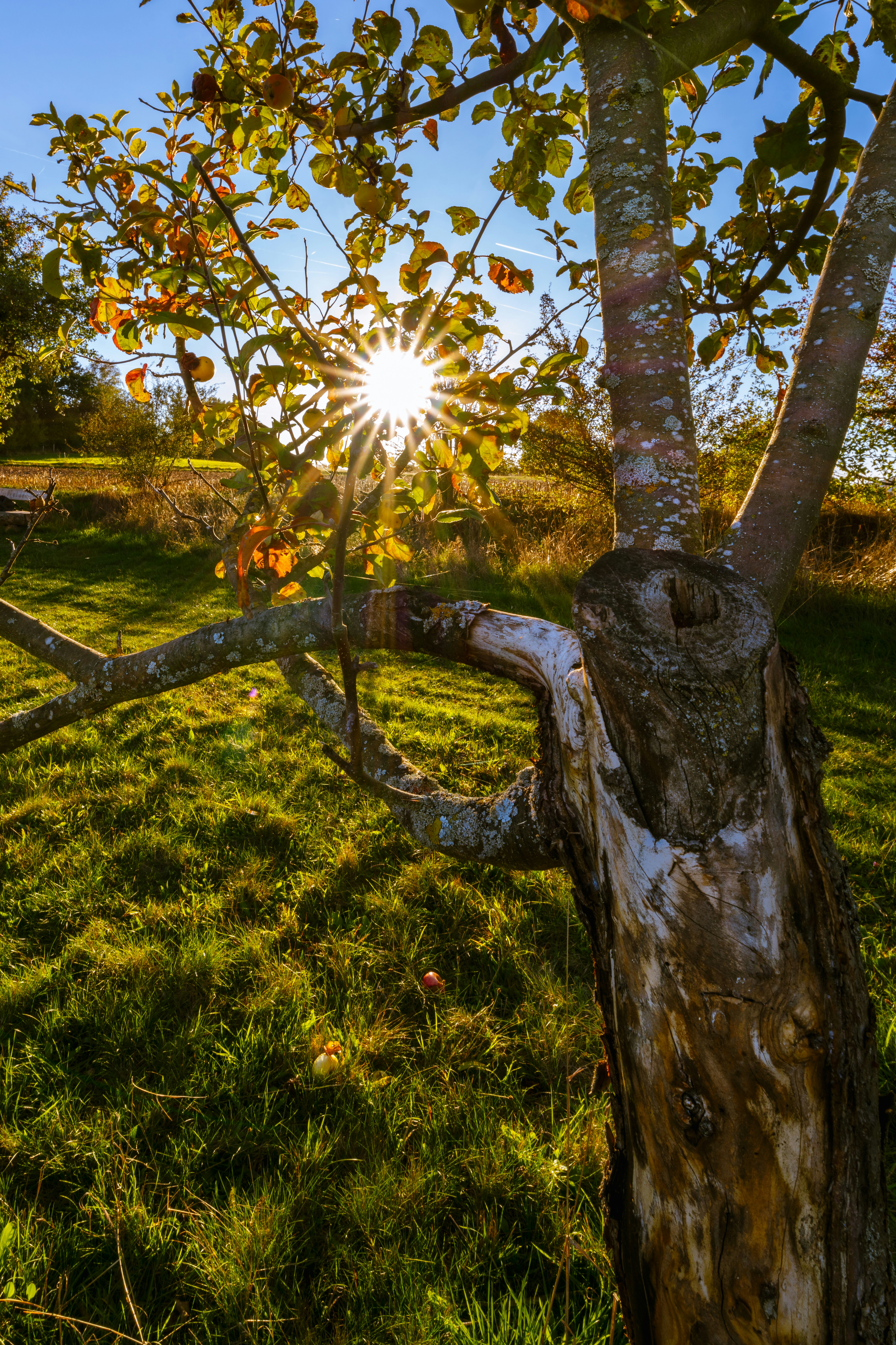 A tree with the sun shining through it photo – Free Michelbach Image on ...