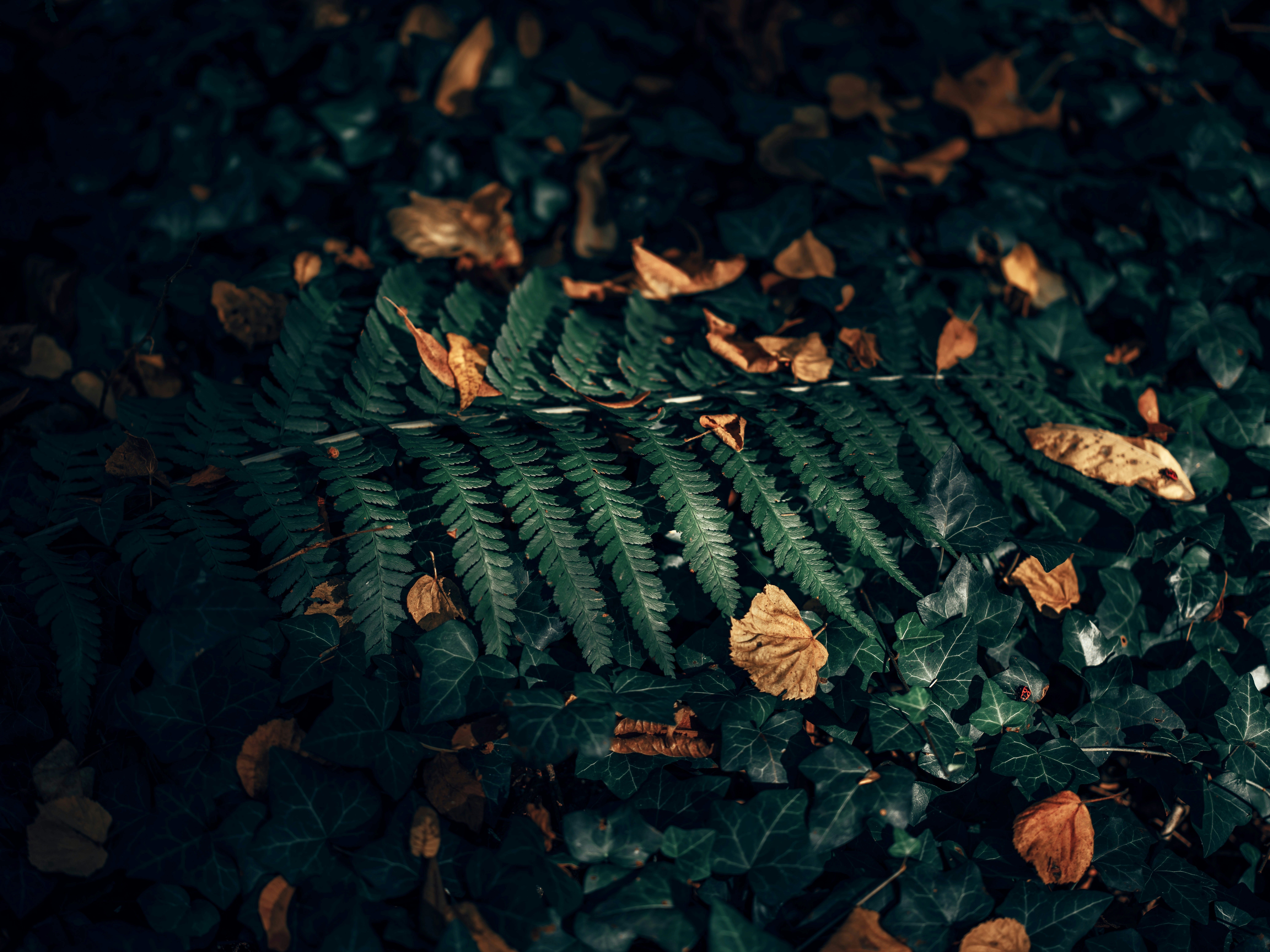 Photo by egorkomarov