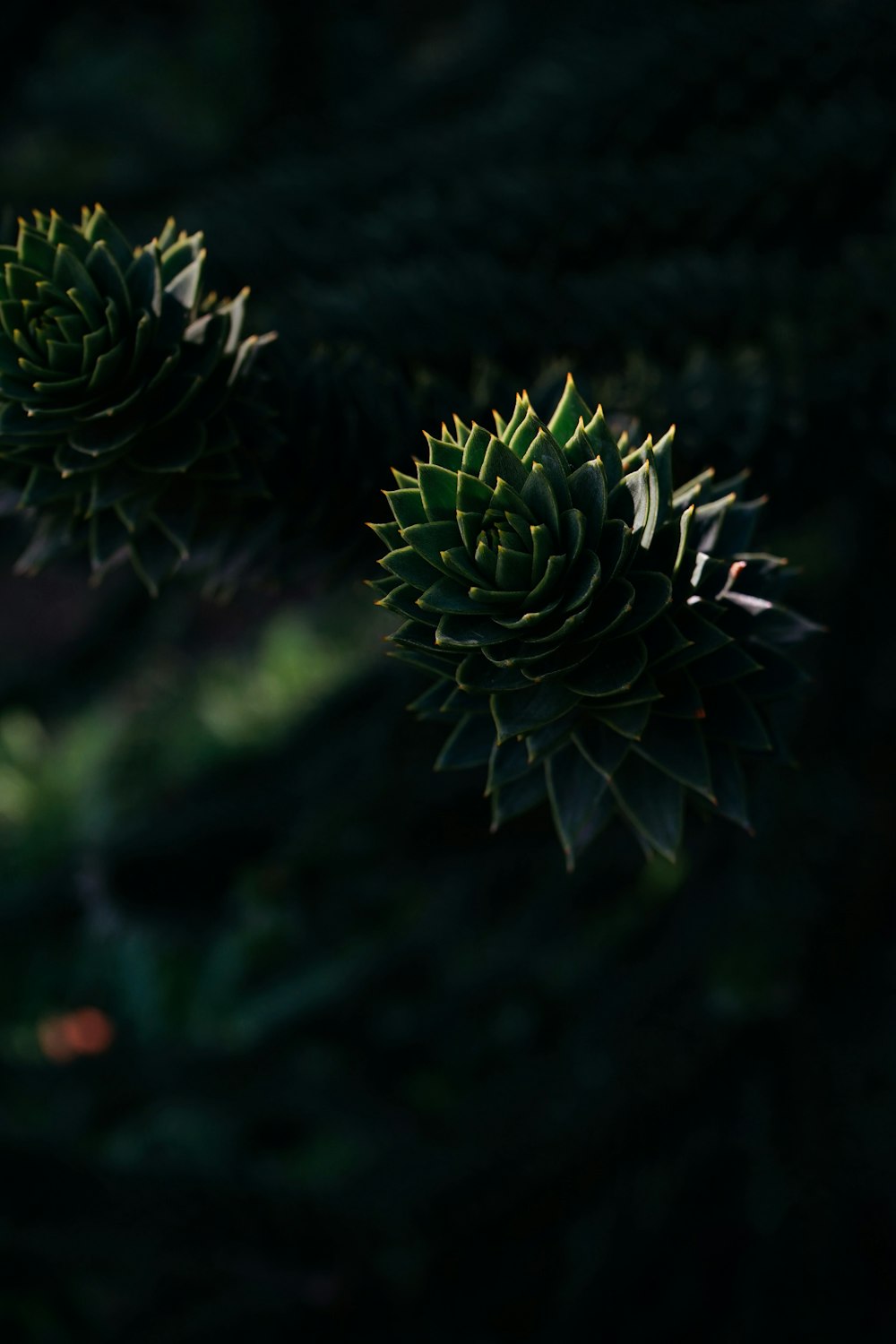 a group of plants in a dark room