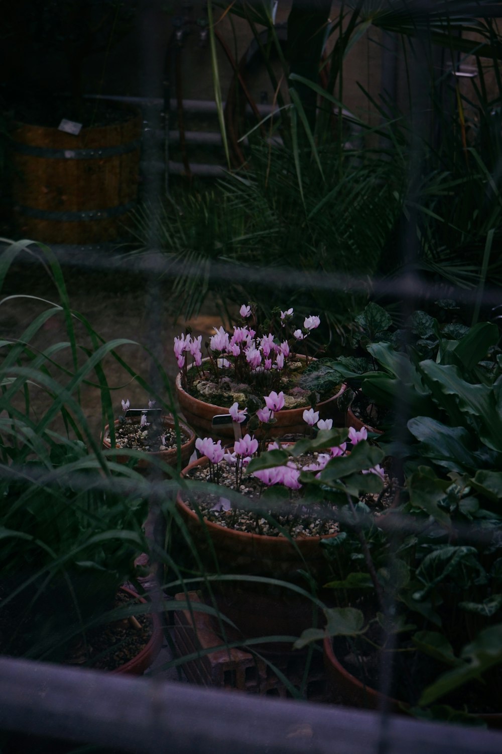 a plant in a pot