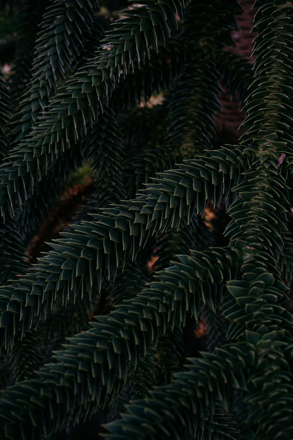 a close-up of a tree