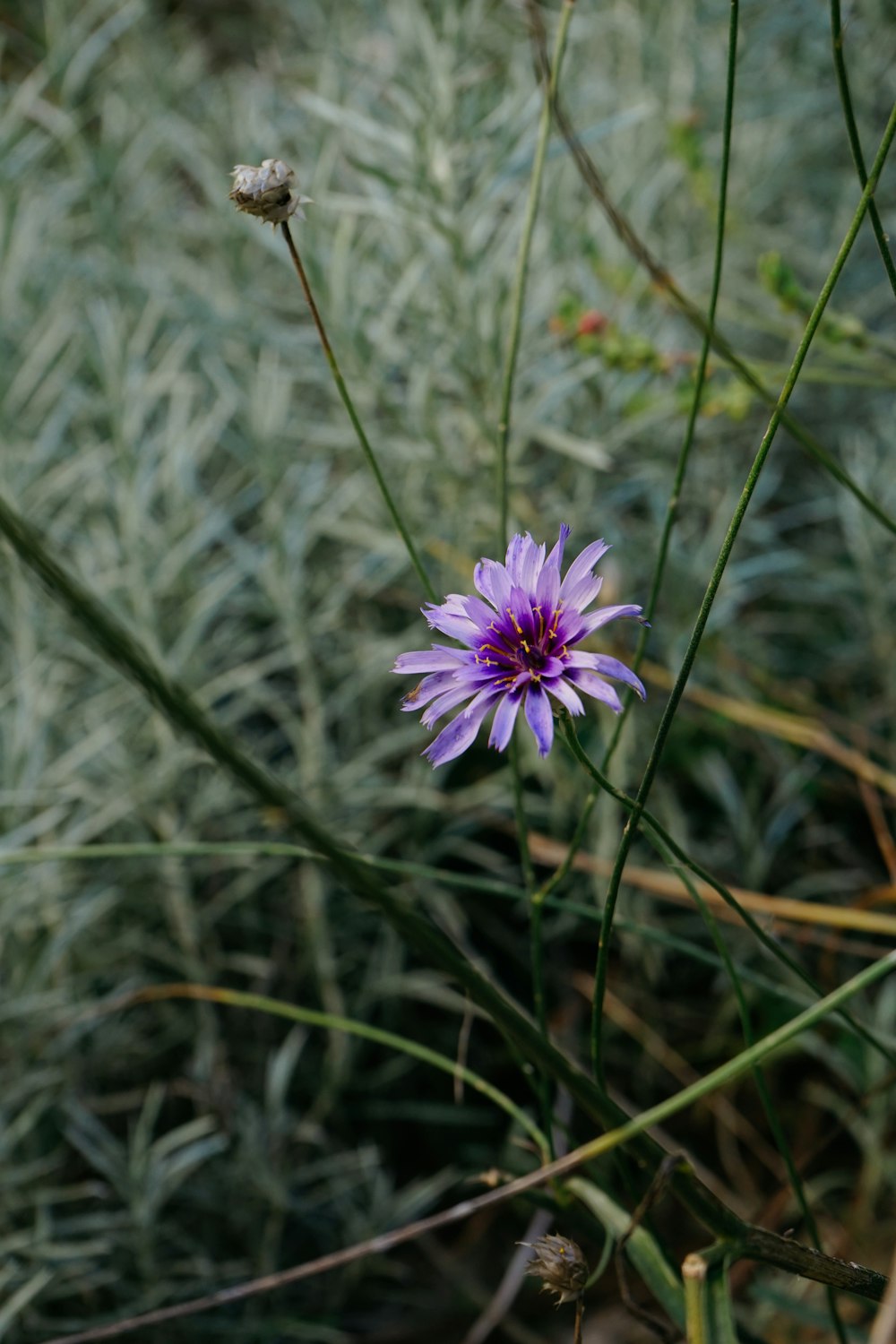 a bee on a flower