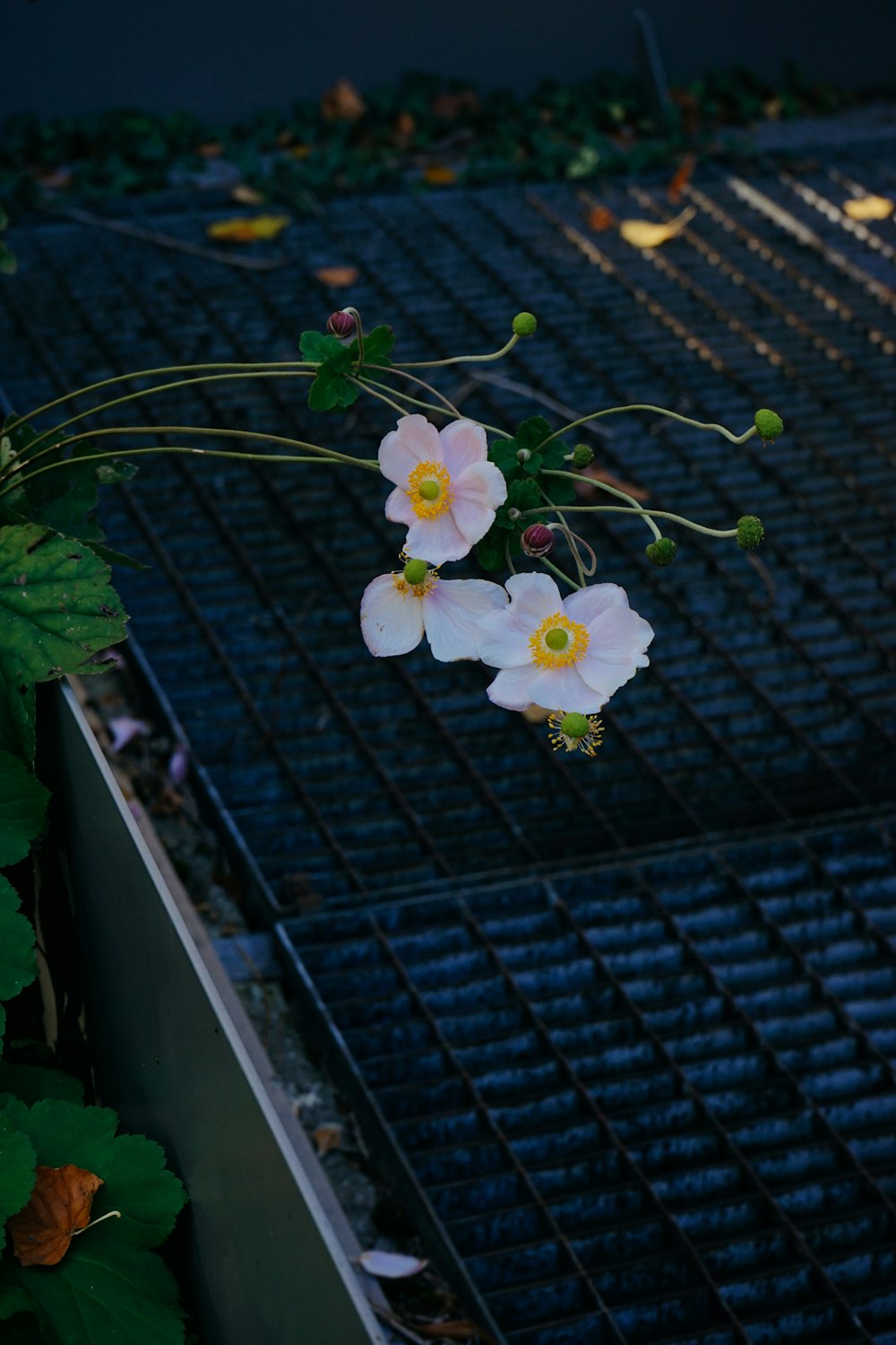 a group of flowers on a fence