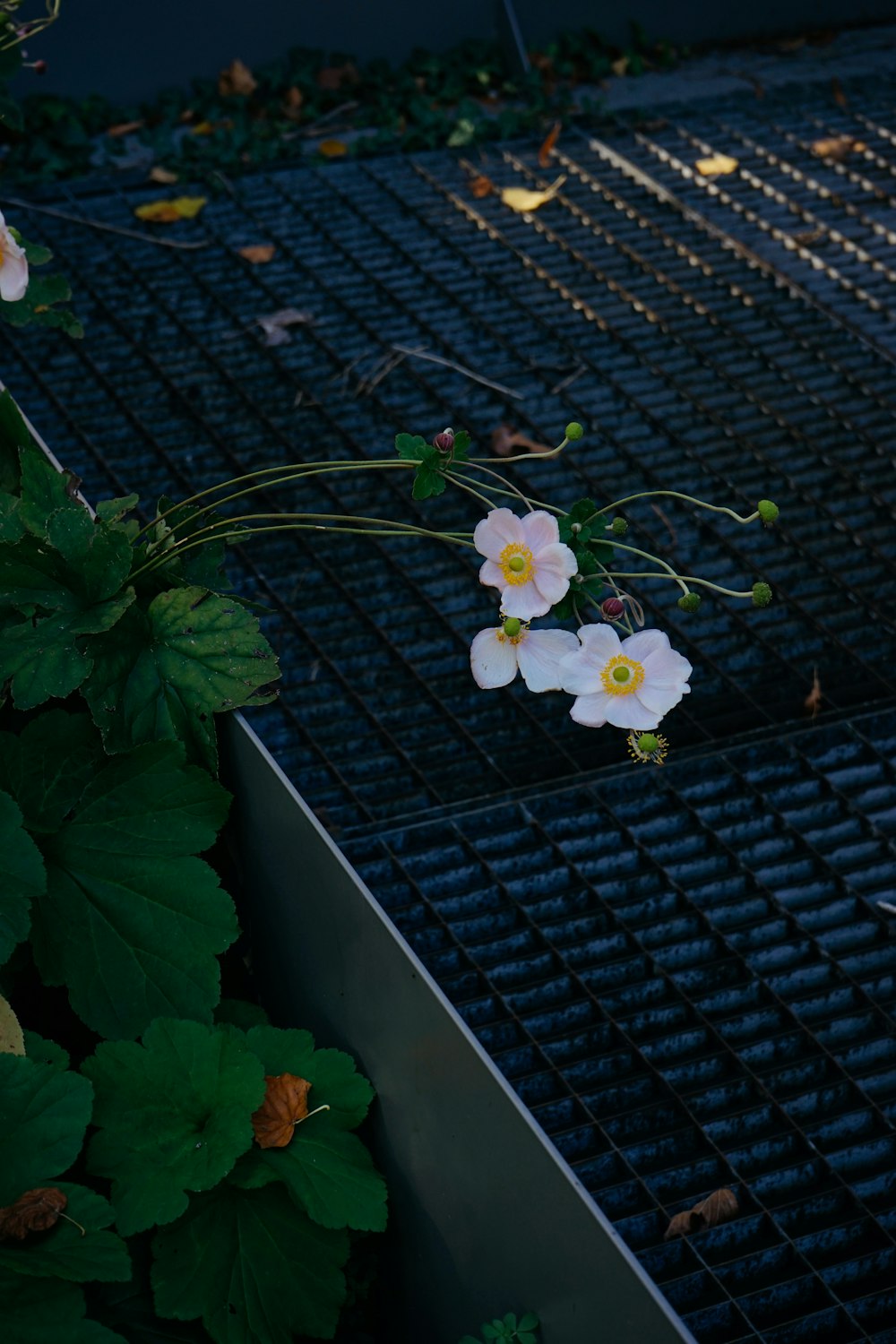 a group of flowers on a metal surface