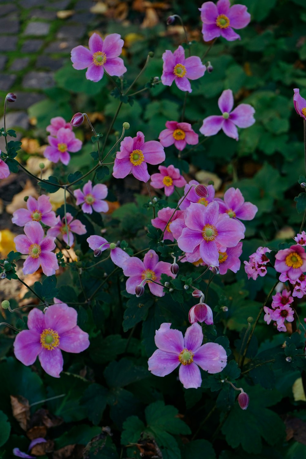 a group of flowers