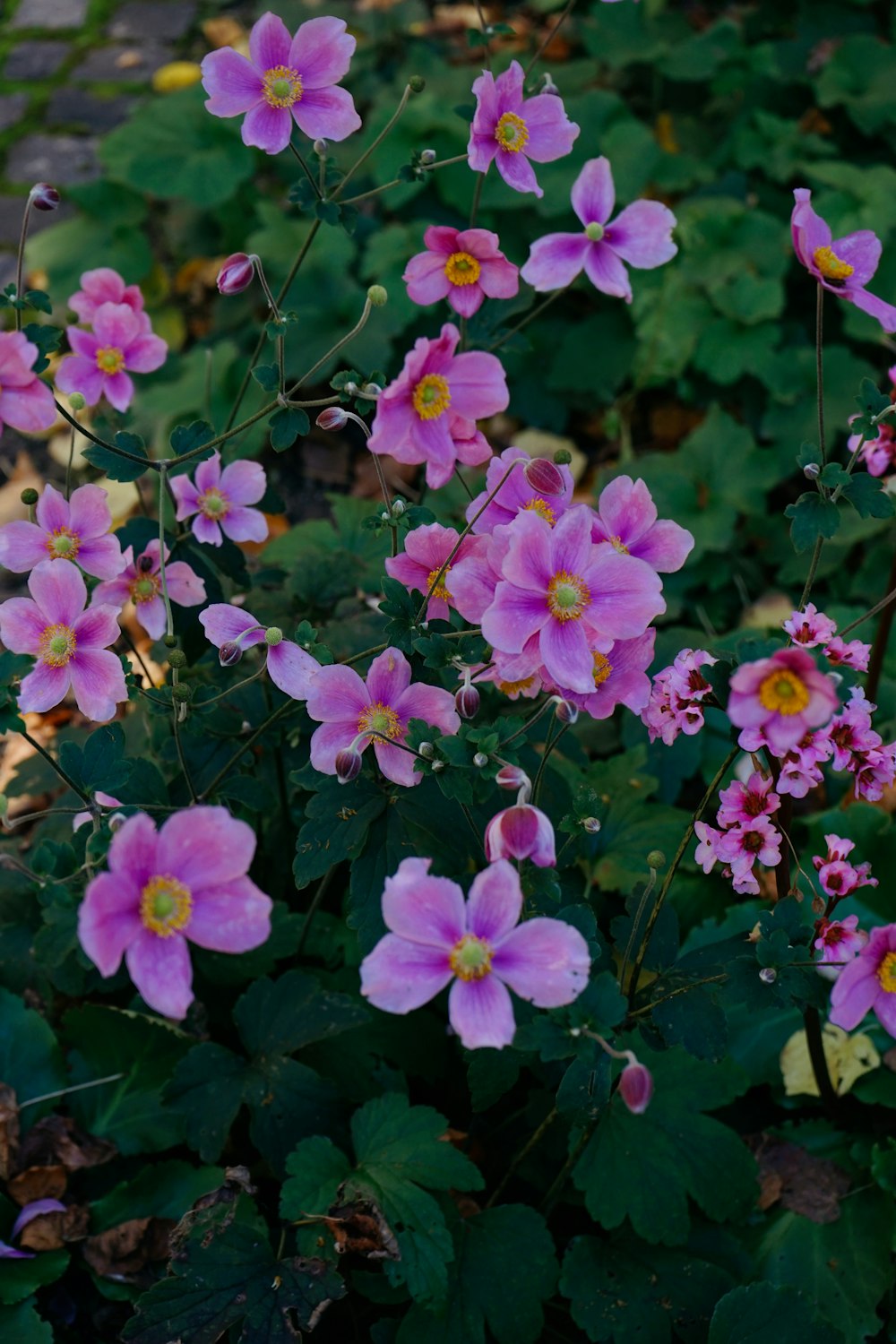 Un grupo de flores