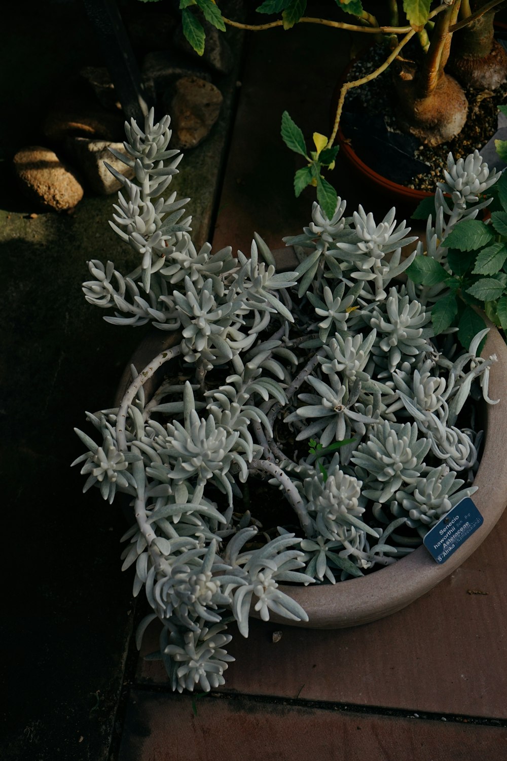 uma planta em um vaso