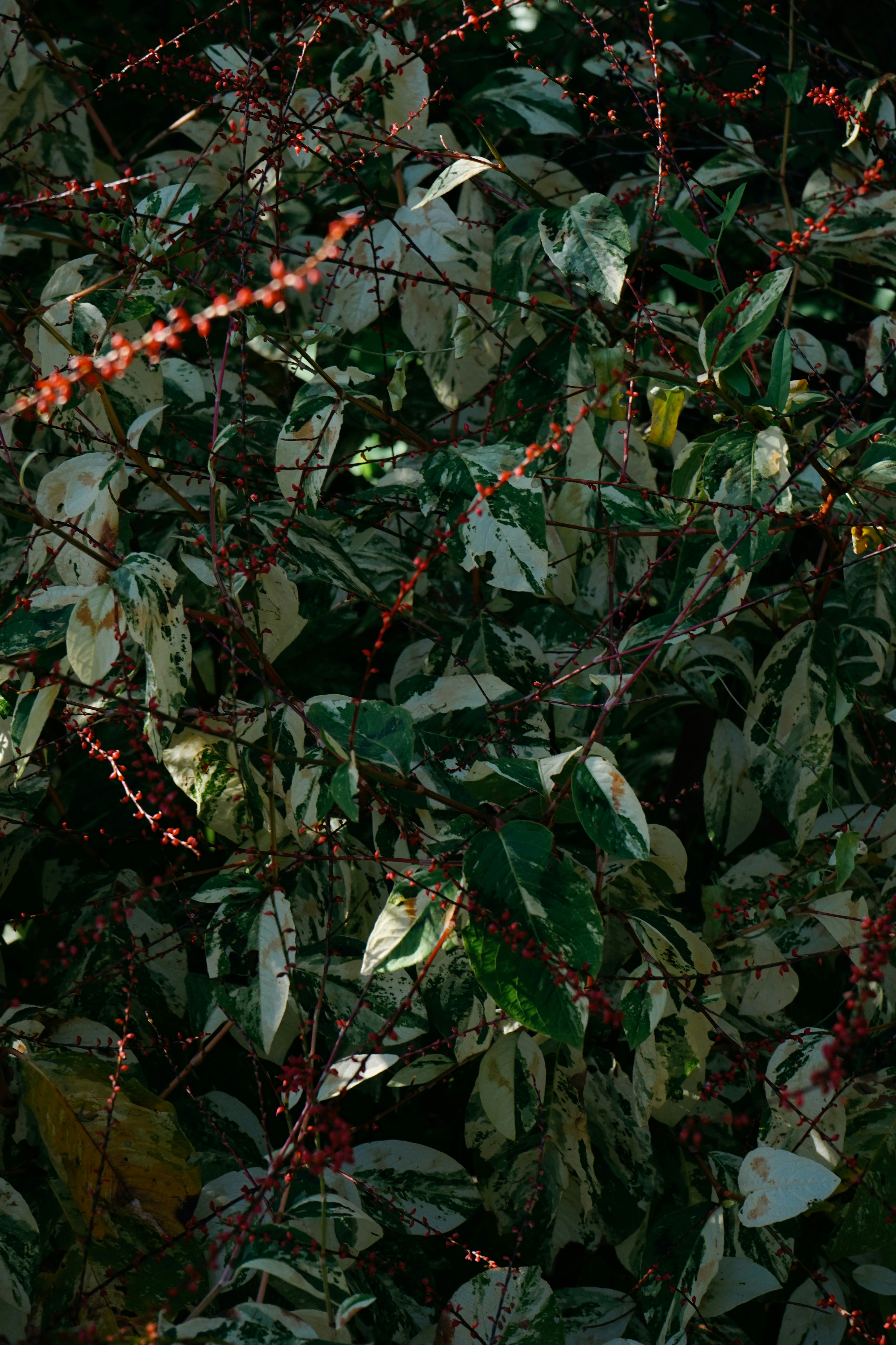 a close-up of some leaves