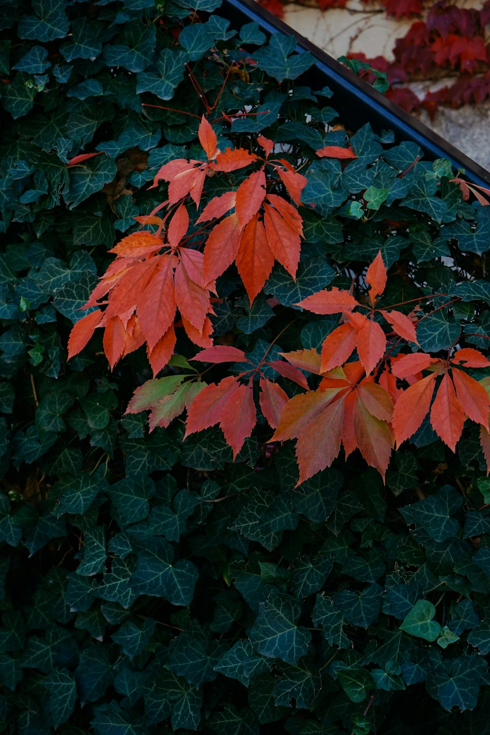 un groupe de feuilles colorées
