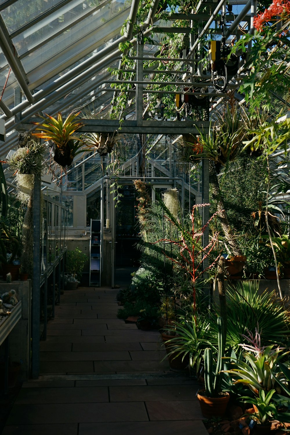 a walkway with plants and trees