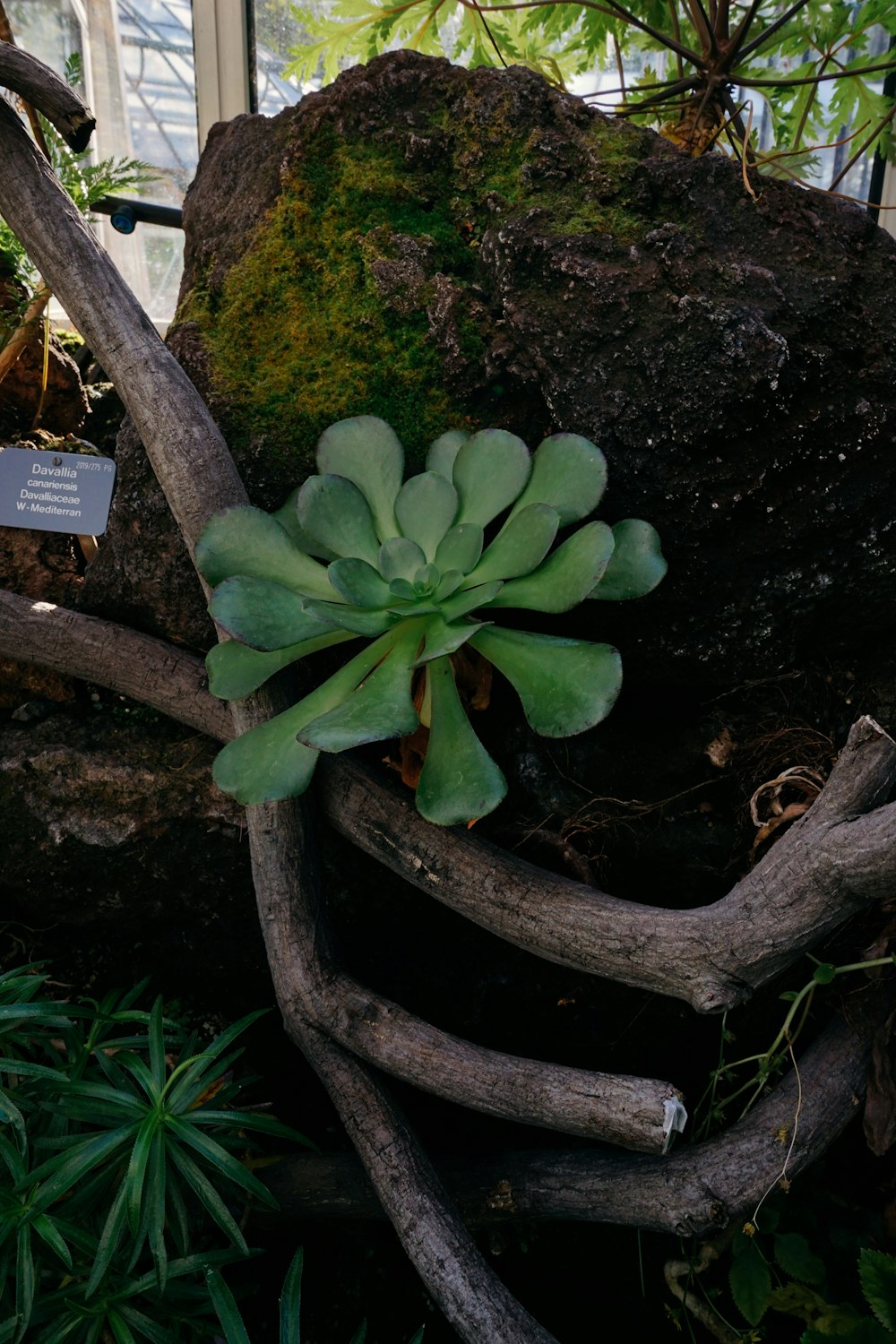 a tree with a bunch of green bananas growing on it