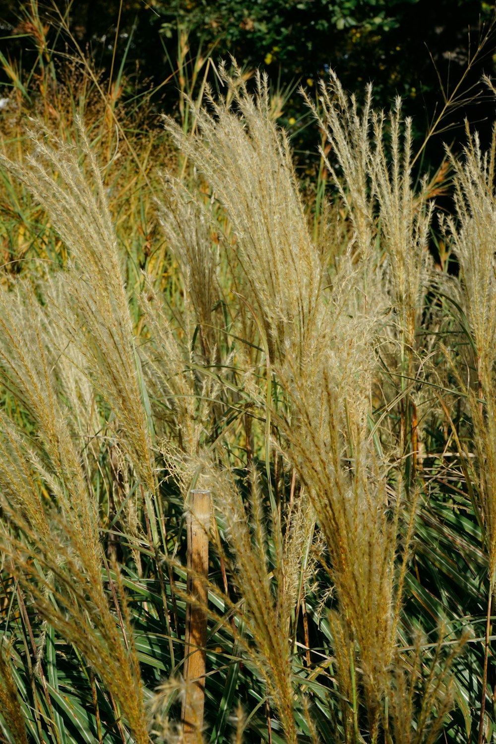 un campo di grano