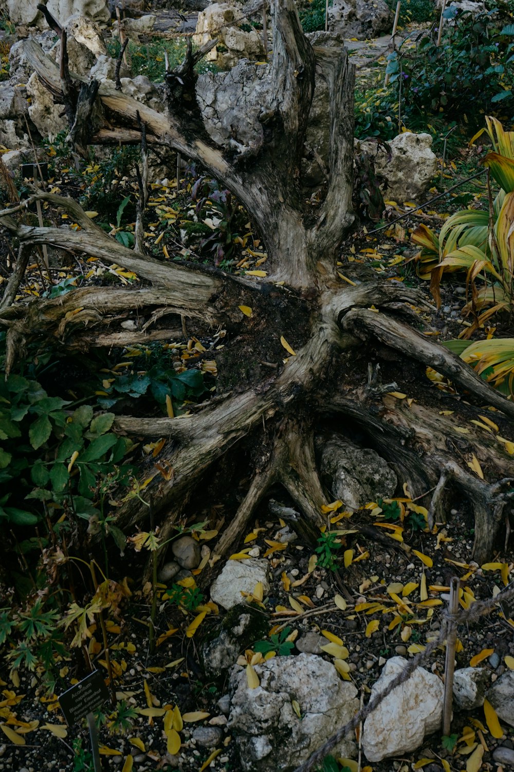 a tree trunk with many branches and leaves