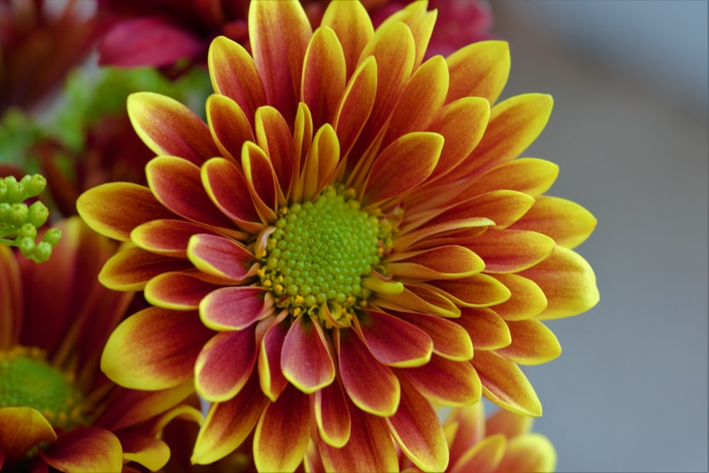 a close up of a flower