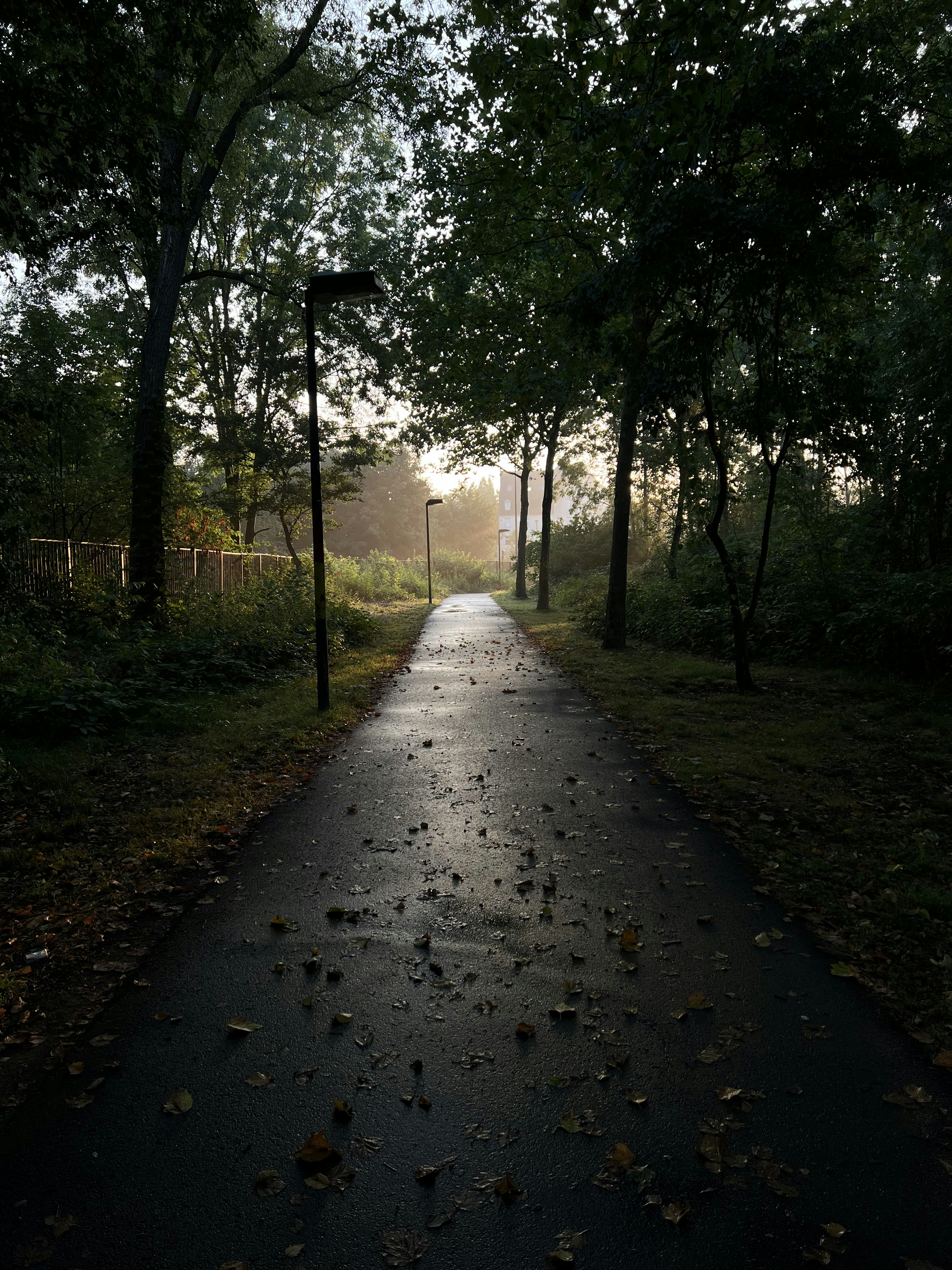 a path with trees on the side