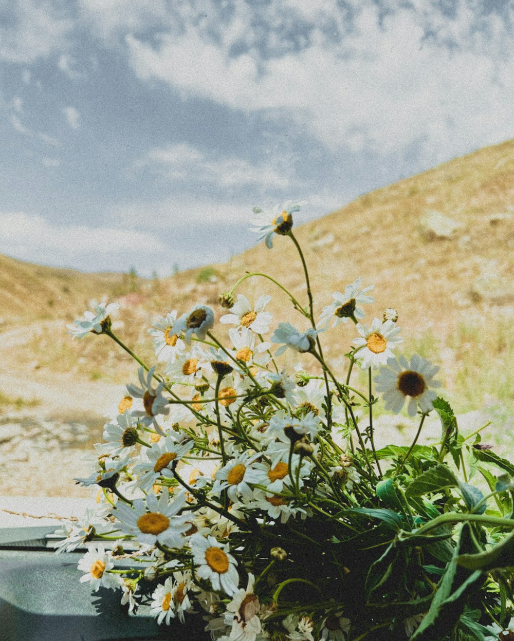 a close-up of some flowers