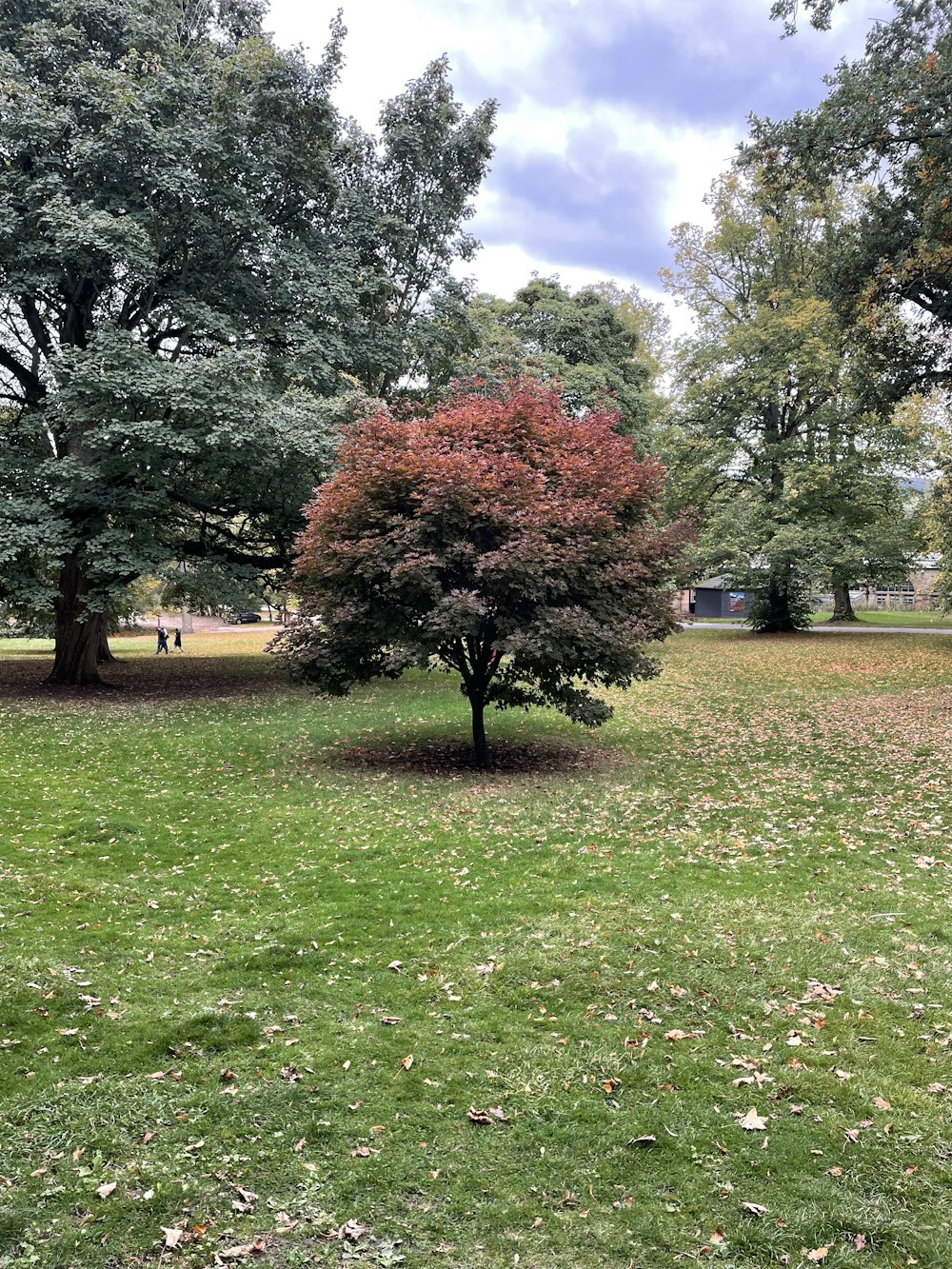 a tree in a park