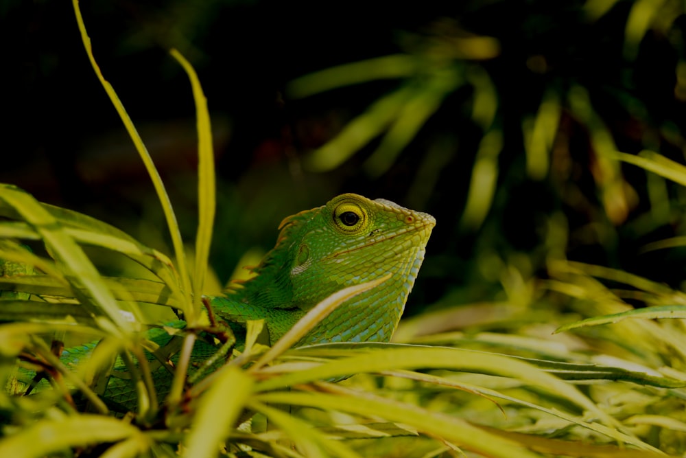 a green lizard in the grass