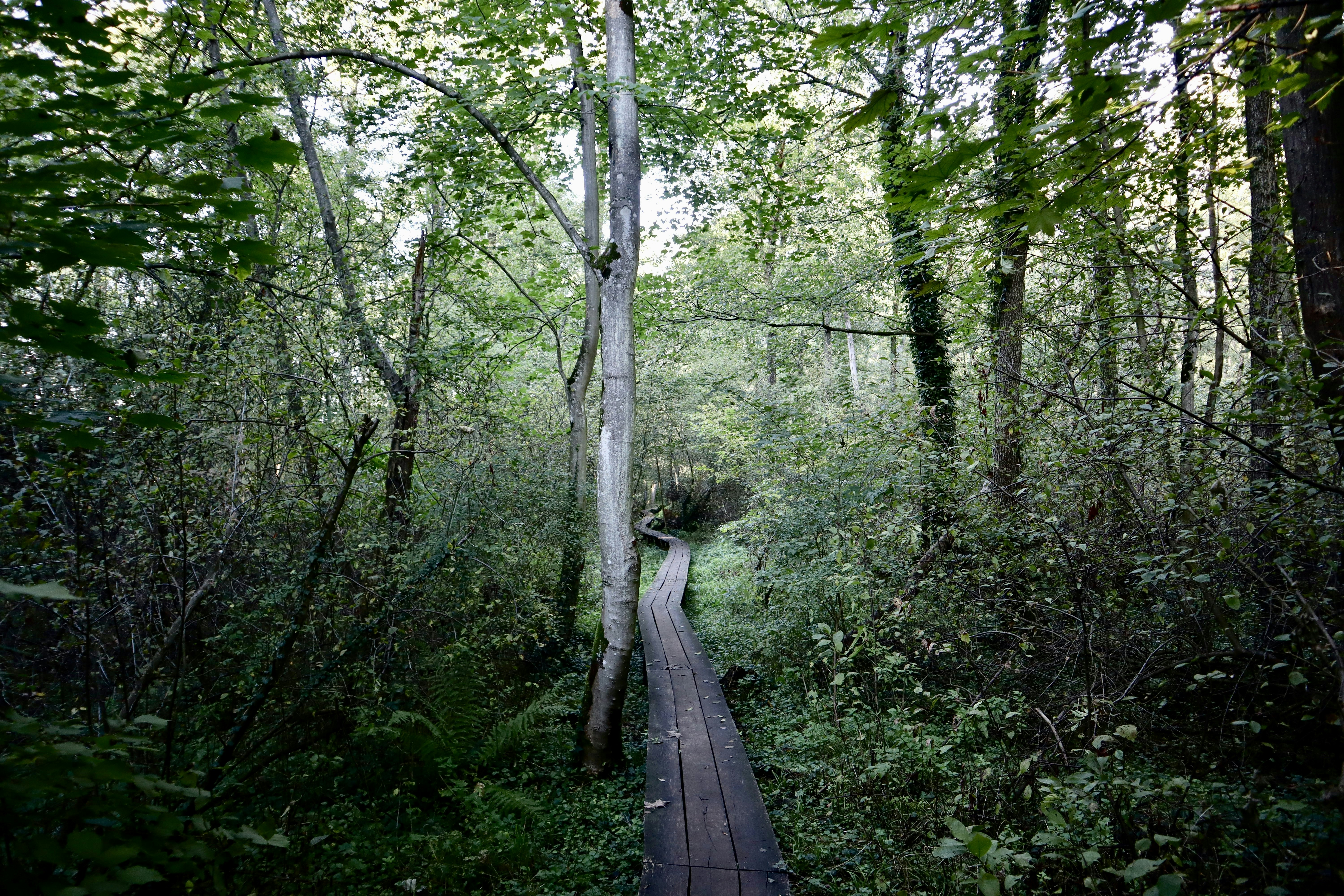 Photo by superflegmon