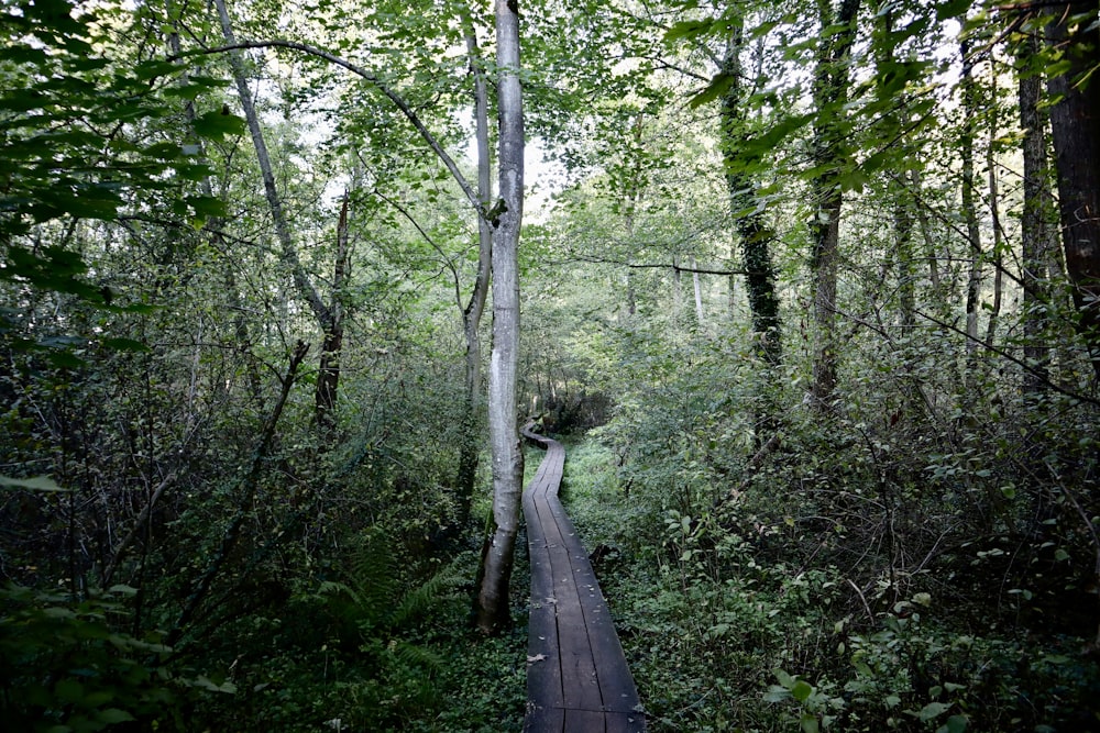 a wooden path through a forest