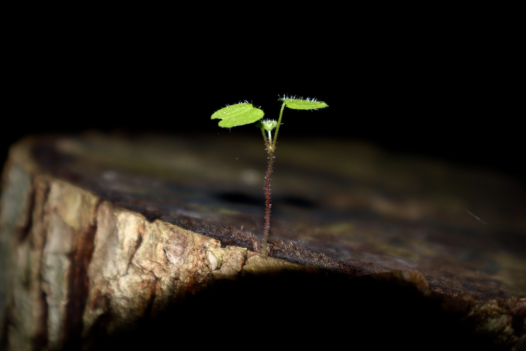What is a Life Coach? Your Guide to Growth