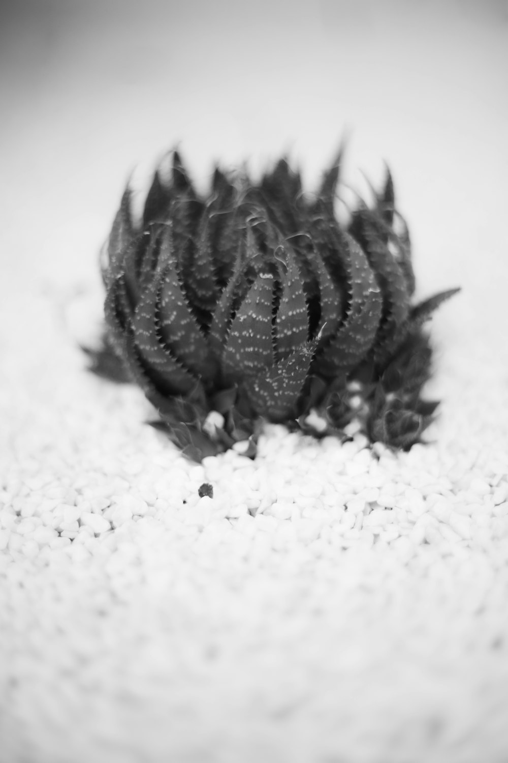 a black feather on a white surface