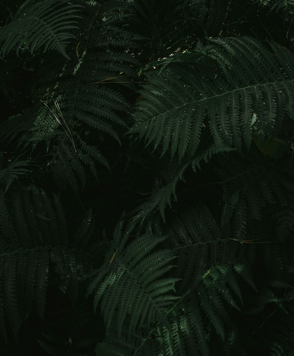 a close-up of some palm trees