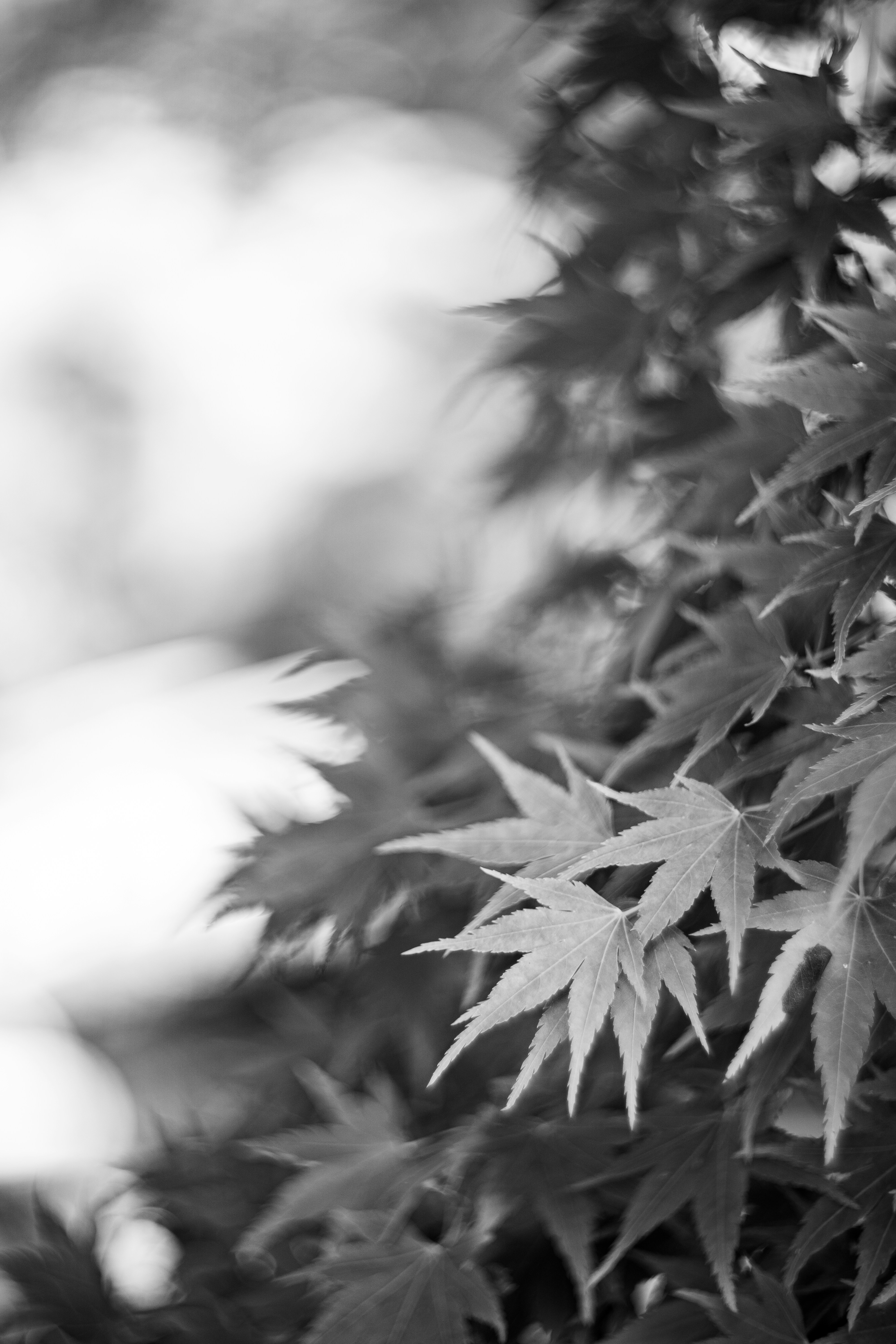 um close up de uma planta