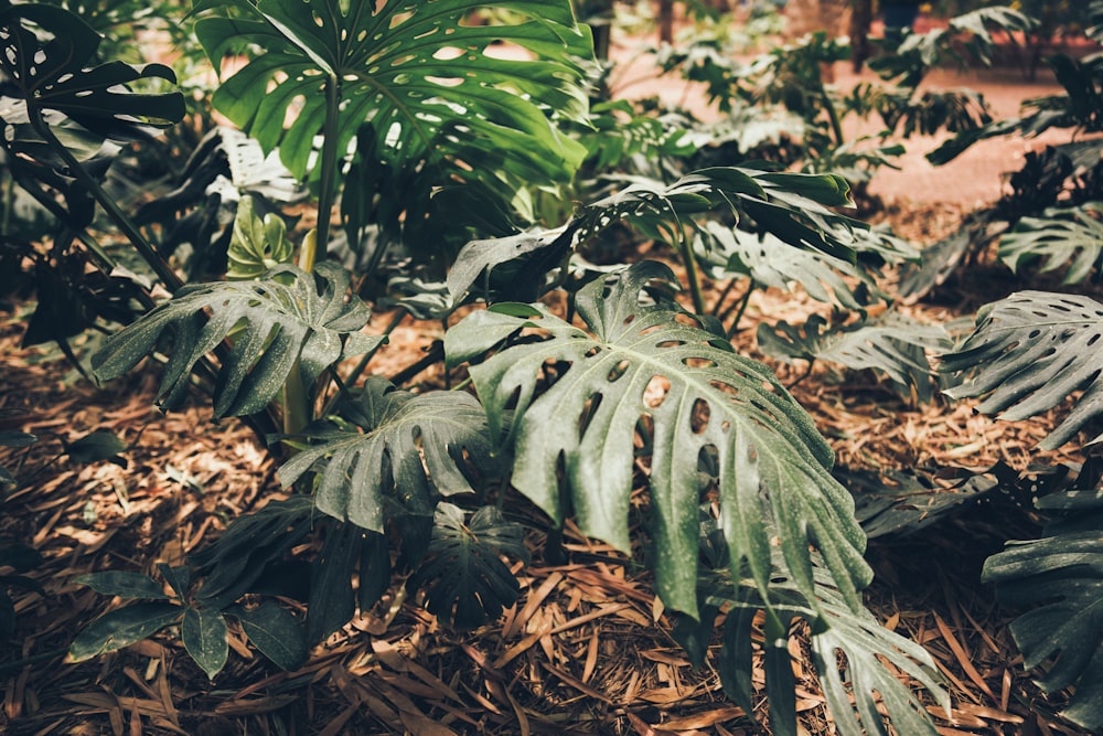 a green plant with many leaves