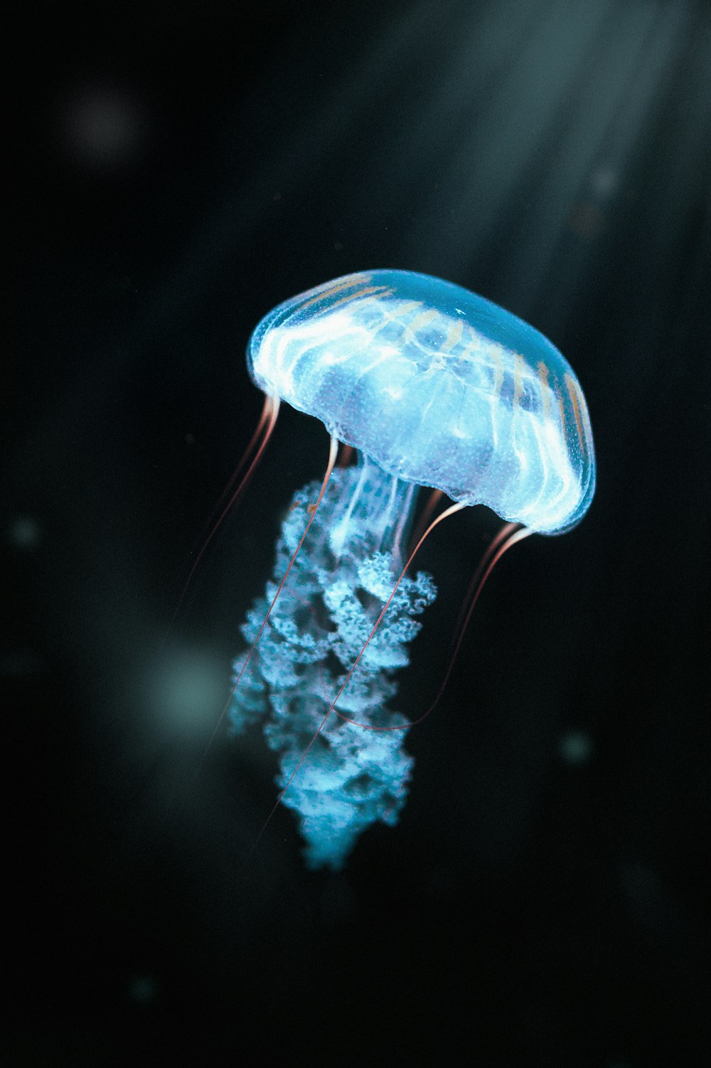 a jellyfish in the water