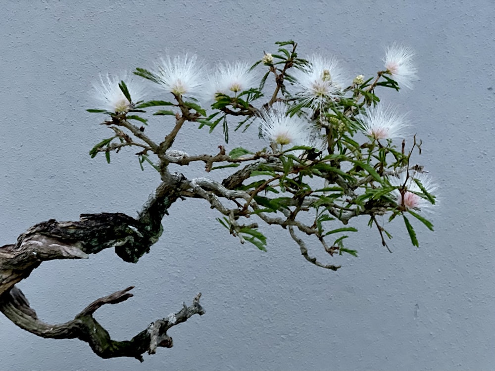 a branch with white flowers