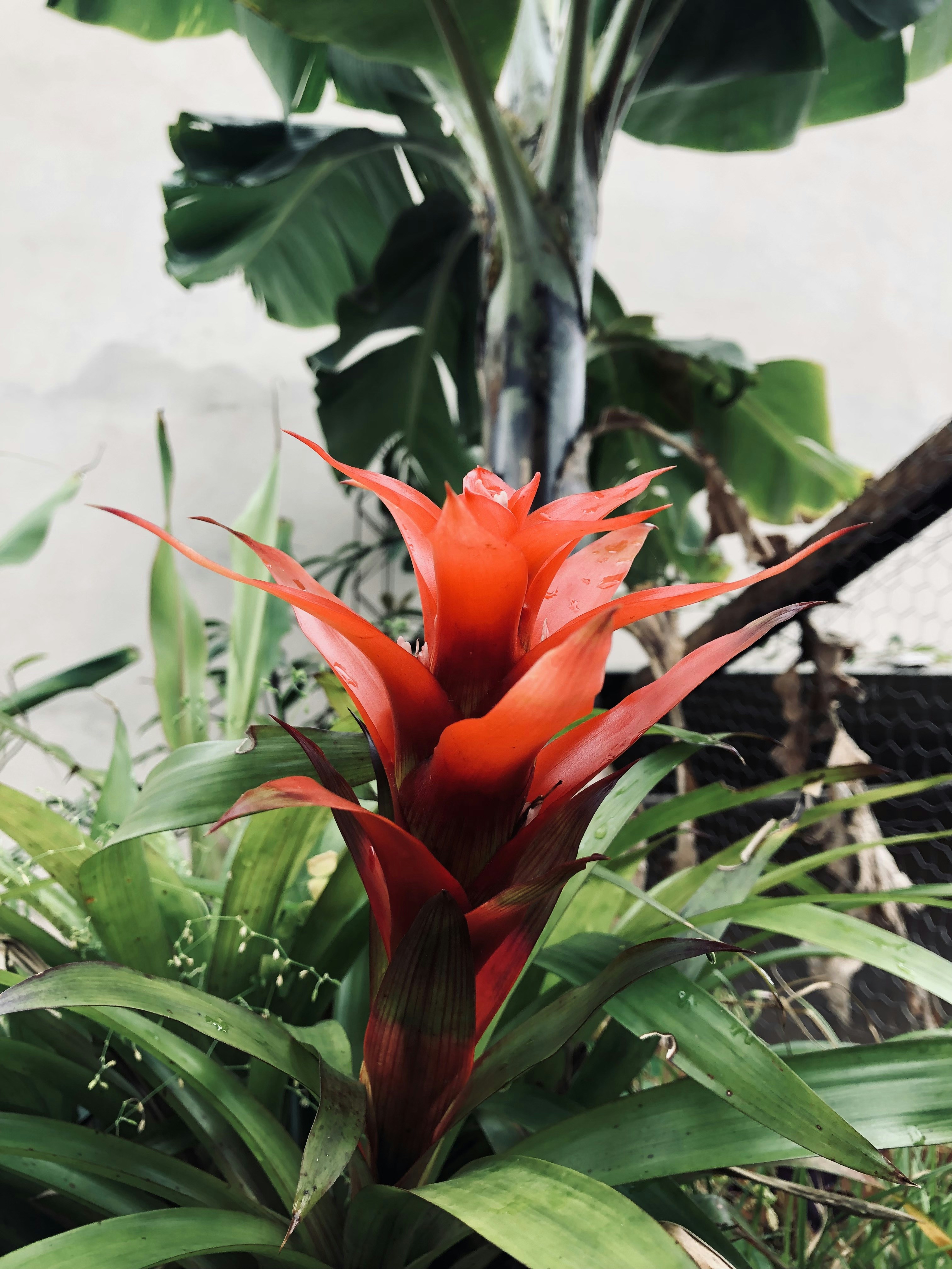 une fleur rouge sur une plante