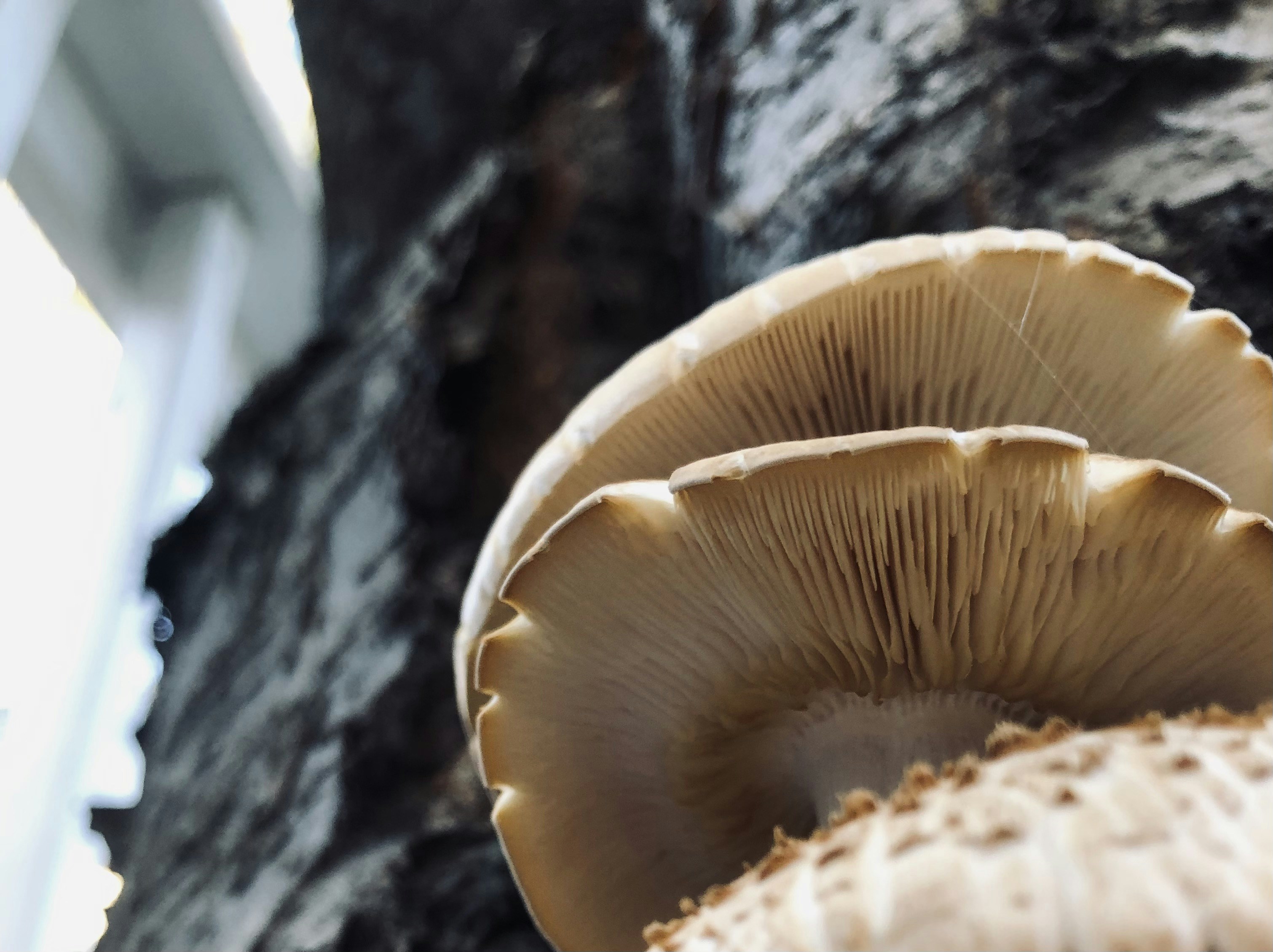 Photo by themushroomphotographer