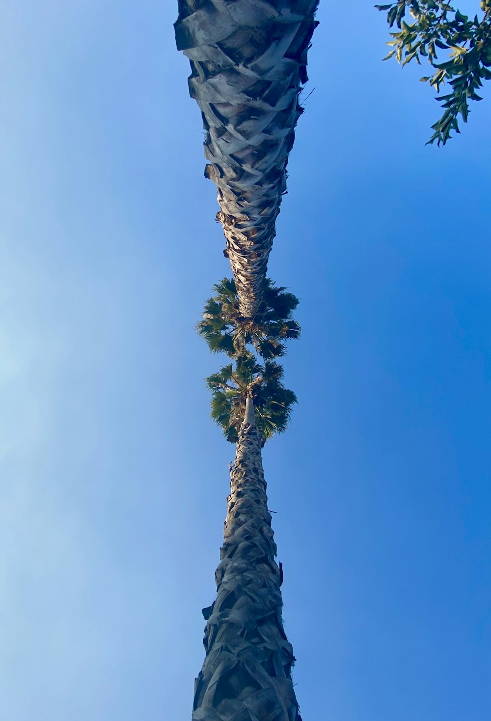 a cactus with leaves