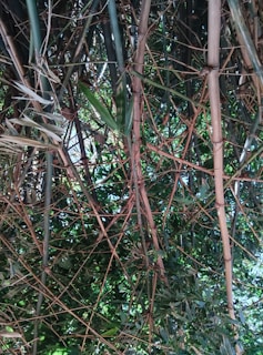 Dense bamboo stalks intertwined with green leaves, creating a natural canopy with light filtering through.