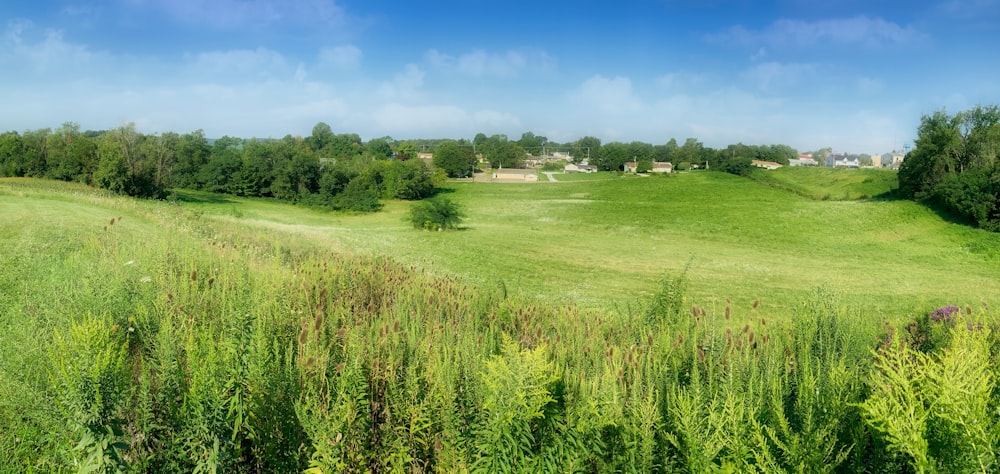 a grassy field with trees in the background