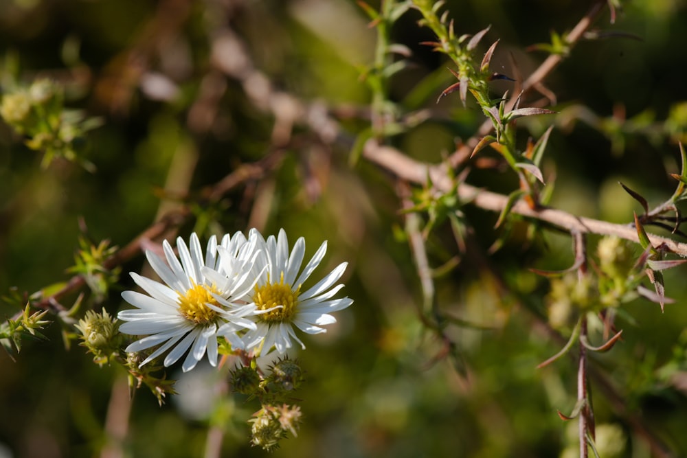 a close up of some flowers