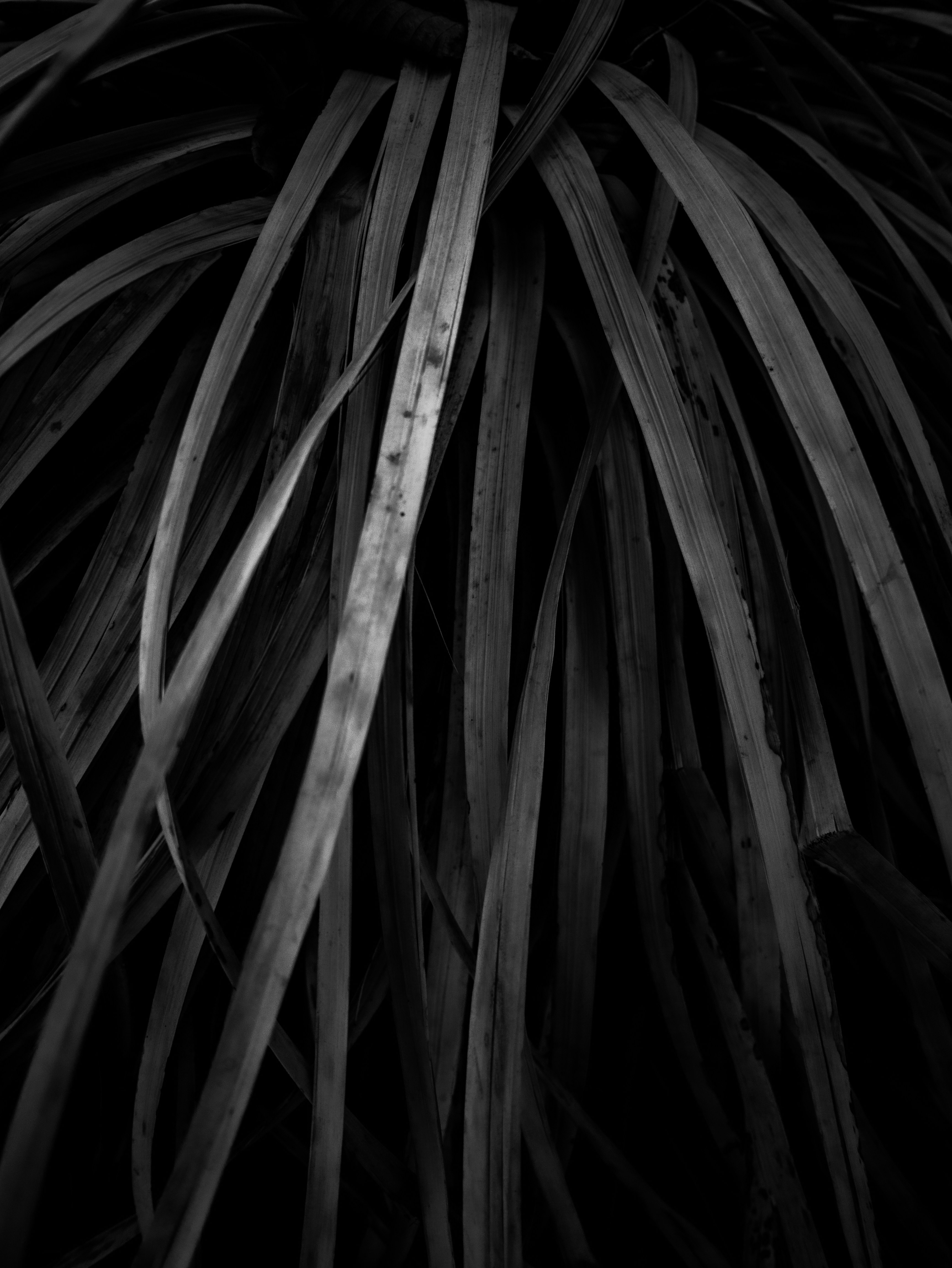 Photo by kingkonggeorge