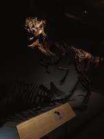 A dinosaur skeleton is displayed in a dimly lit museum setting. The bones are mounted in an upright position, casting intricate shadows on the wall behind. An information plaque is visible in the foreground, providing details about the exhibit.