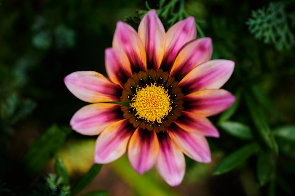 a pink and yellow flower