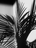Artful display of palm tree leaves casting soft shadows on white.