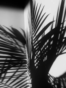 Artful display of palm tree leaves casting soft shadows on white.