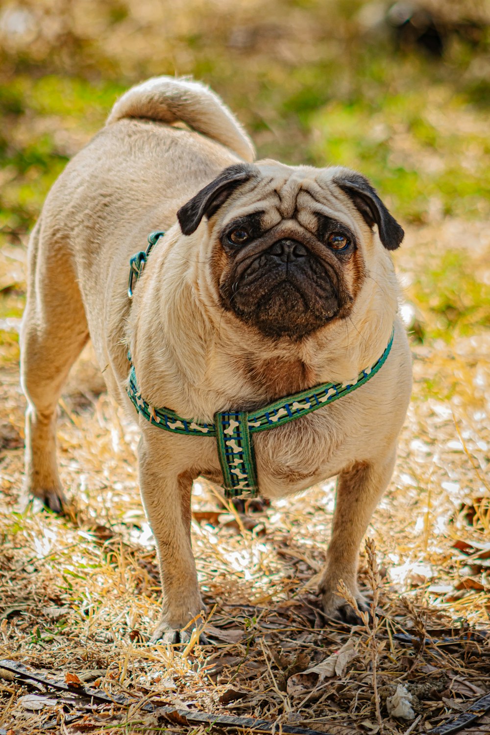 a dog with a leash