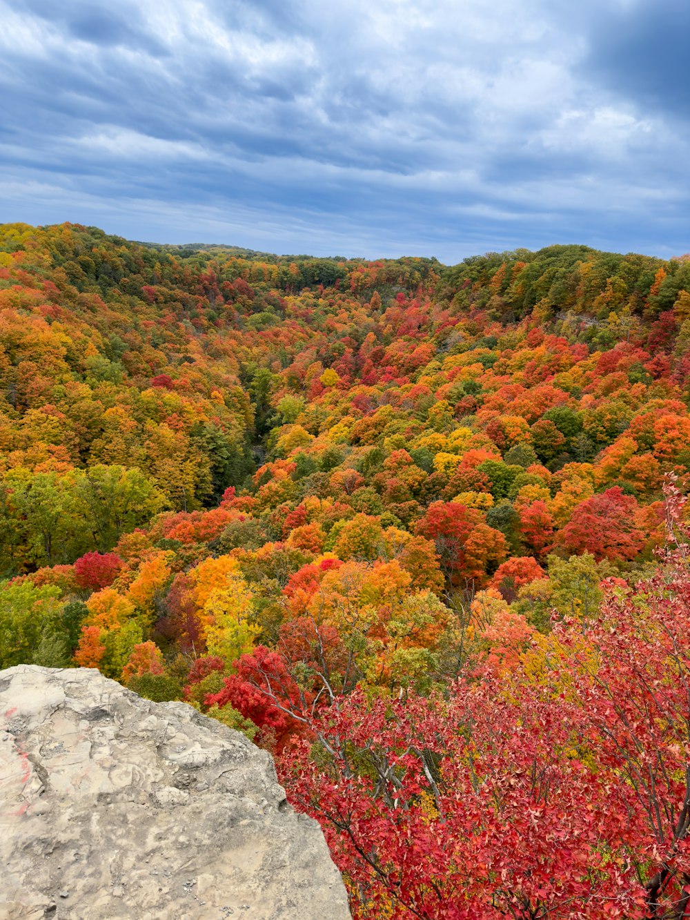 a landscape with trees and bushes