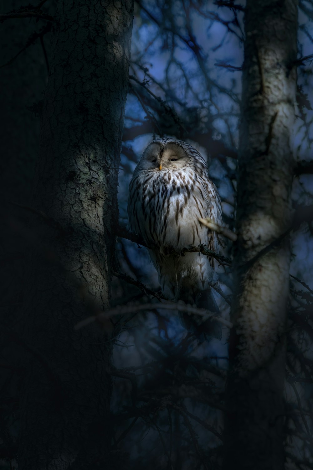 an owl sitting on a tree