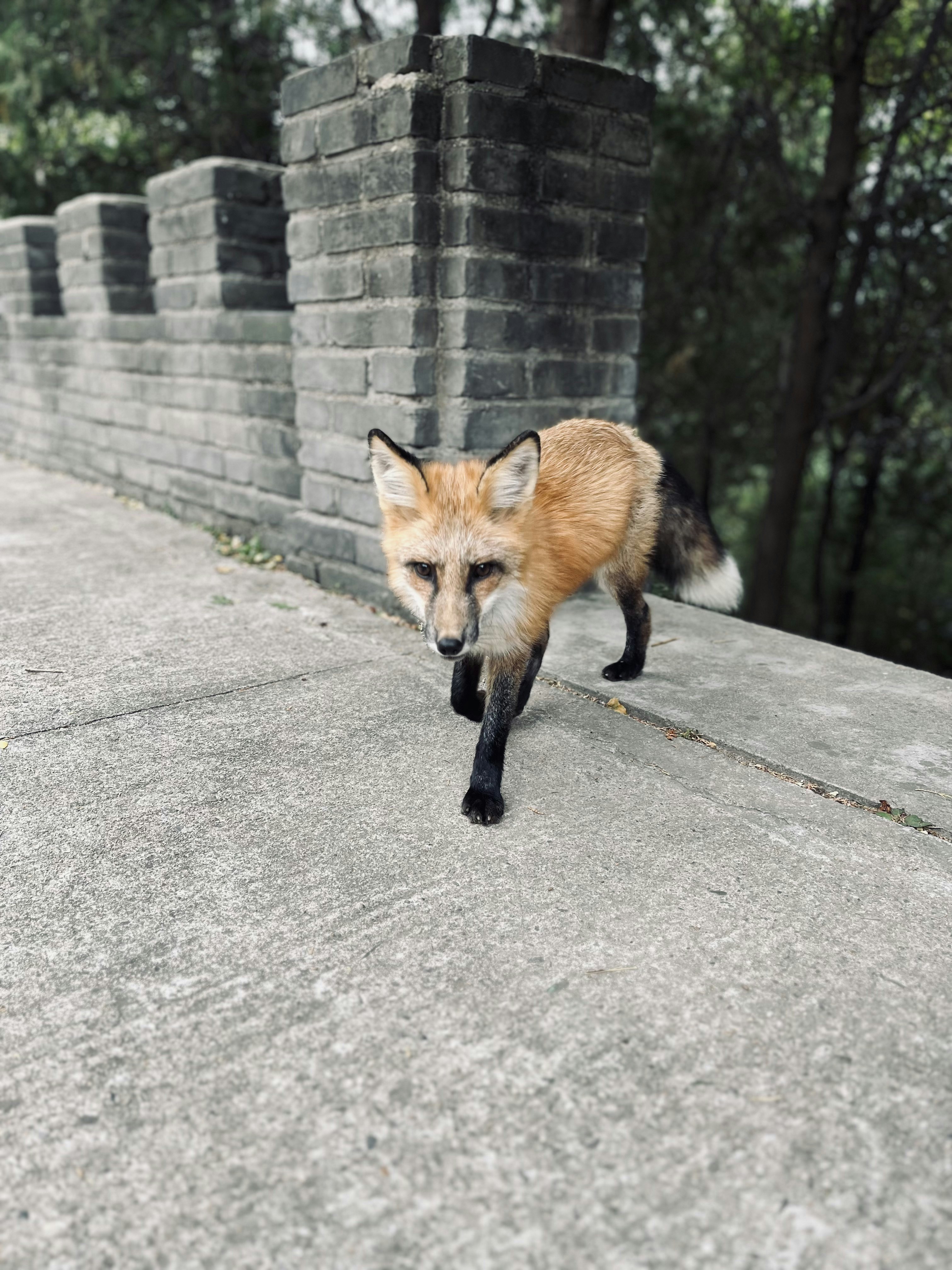 a fox walking on a road