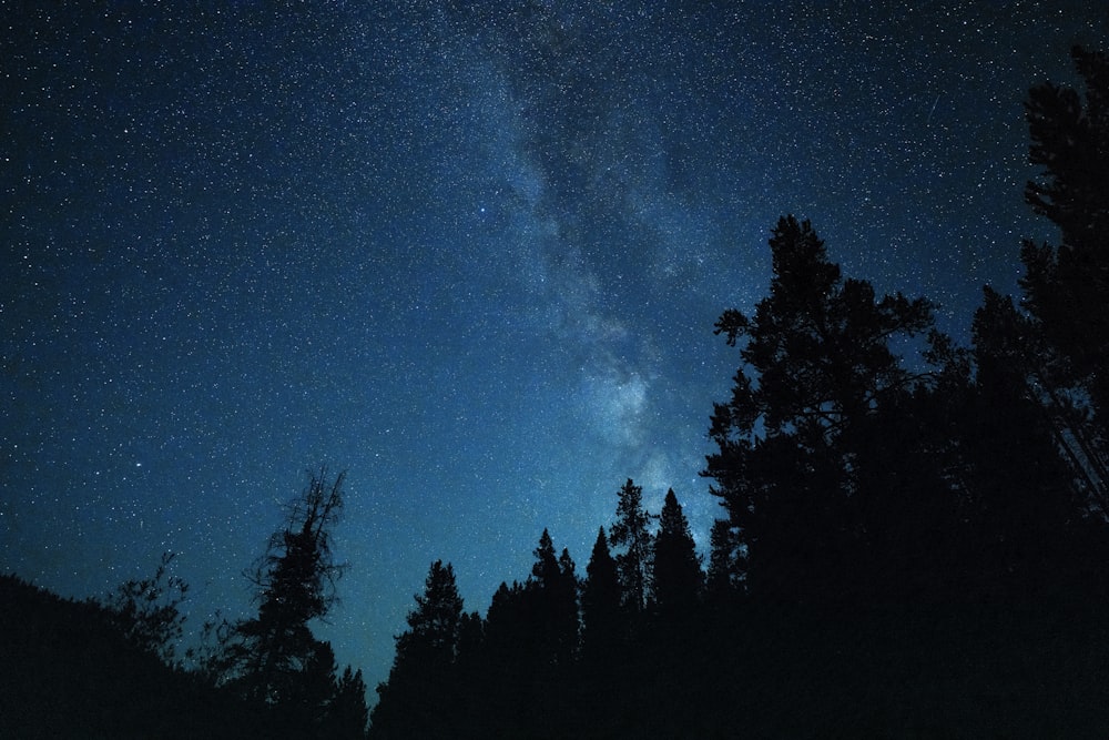 a starry night sky with trees