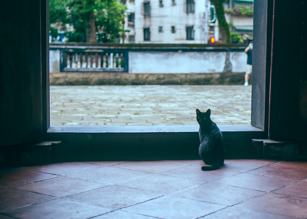 a cat sitting on a patio