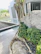 A modern front yard showcasing clean lines, lush greenery, and expertly placed decorative rocks.