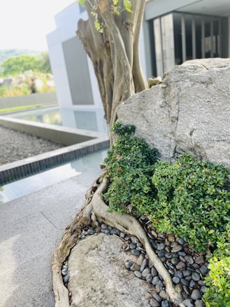 A modern outdoor space features a large rock surrounded by lush green foliage and twisted roots. The ground is covered with small black pebbles, and there is a reflective body of water nearby. In the background, a contemporary building with angular lines and metal accents can be seen.